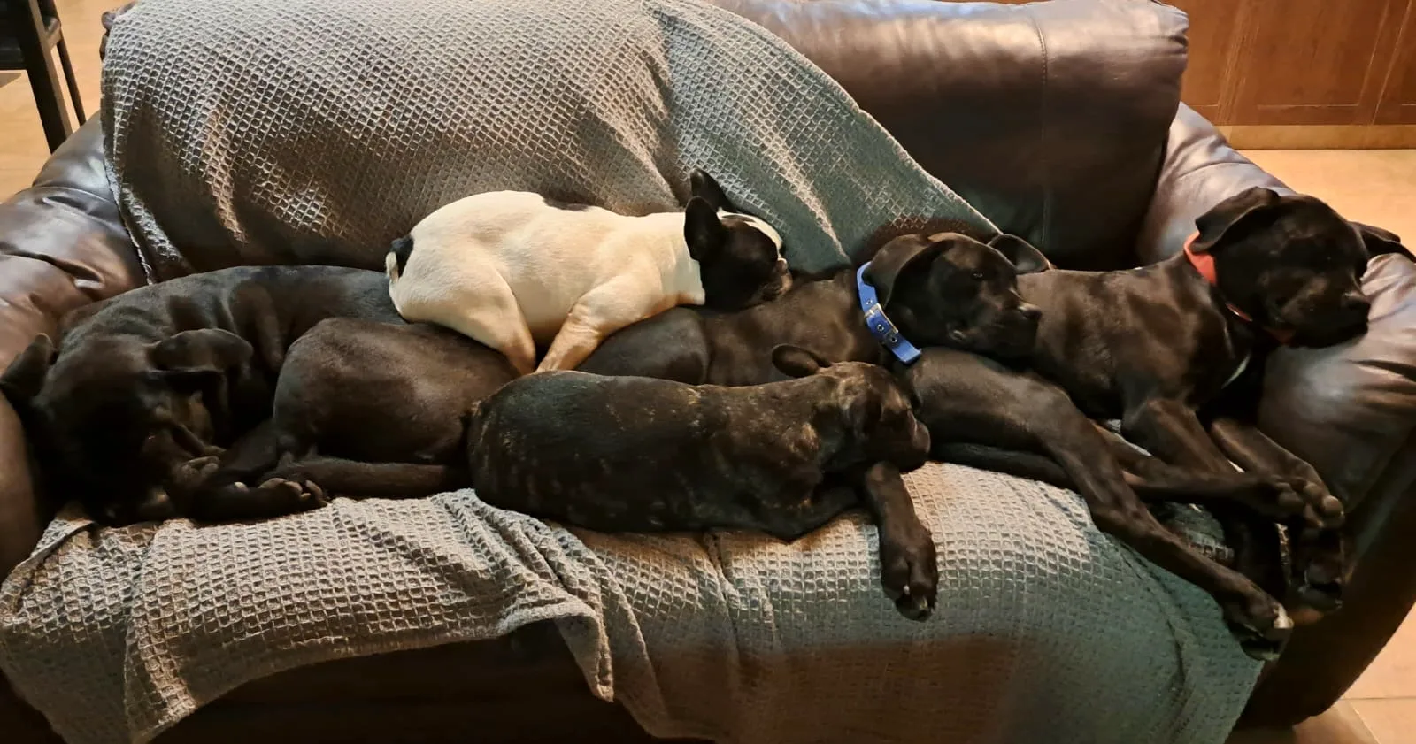 Fünf Hunde liegen dicht aneinandergekuschelt auf dem Sofa und schlafen